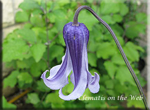 Clematis photograph