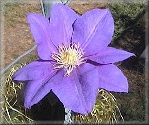 Clematis photograph