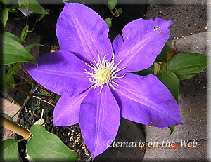 Clematis photograph