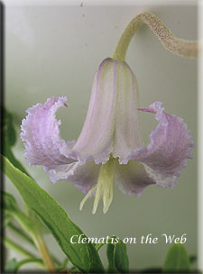 Clematis photograph