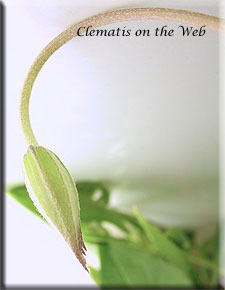 Clematis photograph