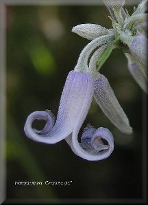 Clematis photograph