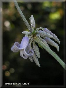 Clematis photograph