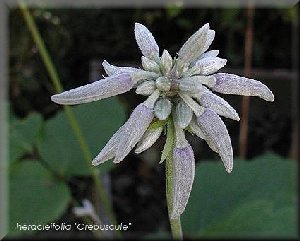 Clematis photograph