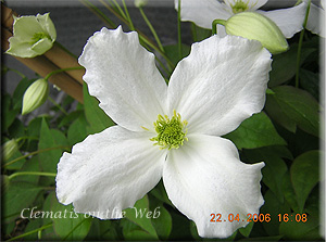 Clematis photograph