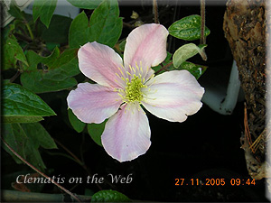 Clematis photograph