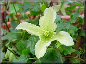 Clematis photograph