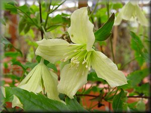 Clematis photograph