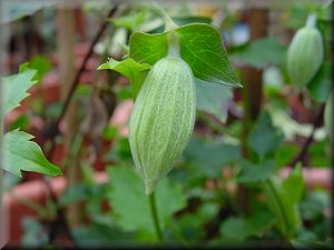 Clematis photograph