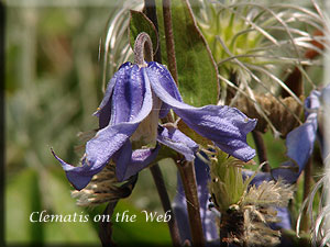 Clematis photograph