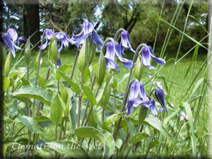 Clematis photograph