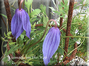 Clematis photograph