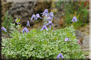 Clematis photograph