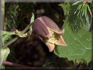 Clematis photograph