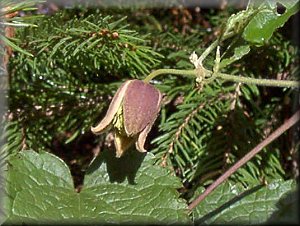 Clematis photograph