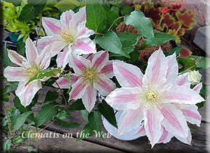 Clematis photograph