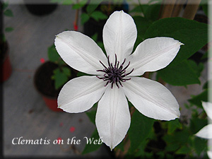 Clematis photograph