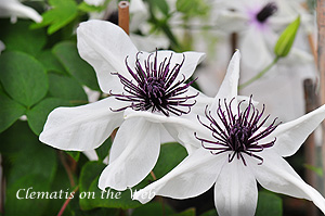 Clematis photograph