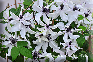 Clematis photograph