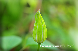 Clematis photograph