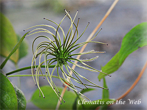 Clematis photograph