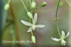 Clematis photograph