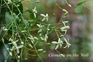 Clematis photograph