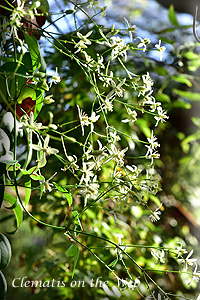 Clematis photograph