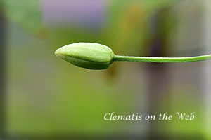 Clematis photograph