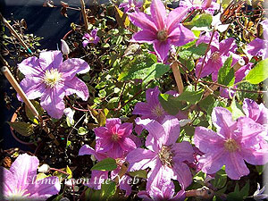 Clematis photograph