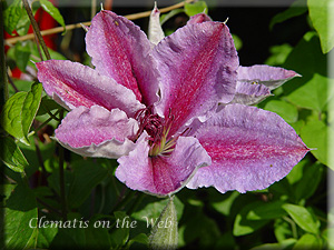 Clematis photograph