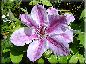 Clematis photograph