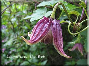 Clematis photograph