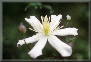 Clematis photograph