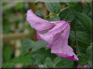 Clematis photograph