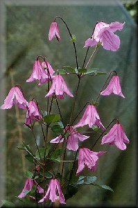 Clematis photograph