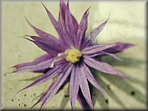 Clematis photograph