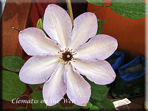 Clematis photograph