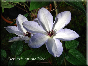 Clematis photograph