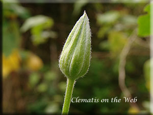 Clematis photograph