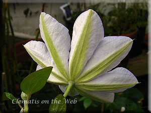 Clematis photograph