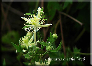 Clematis photograph