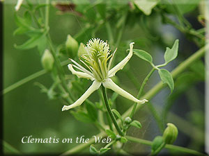 Clematis photograph