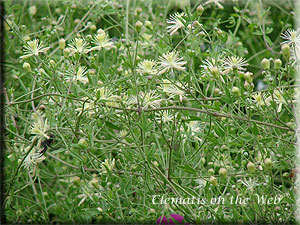 Clematis photograph