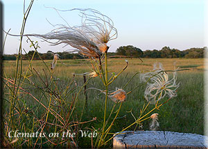 Clematis photograph