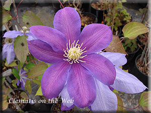 Clematis photograph