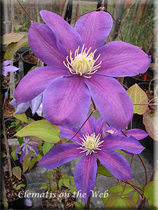 Clematis photograph