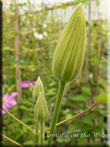 Clematis photograph