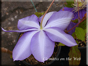 Clematis photograph