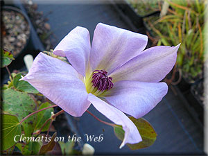 Clematis photograph